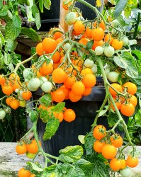 floragold basket6